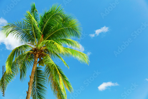 Coconut palm in the wind over blue sky in Barbados