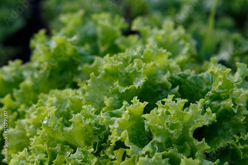 lettuce leaves close-up