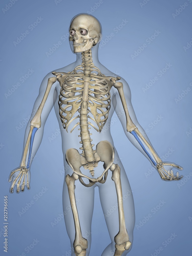 Ulna, Human Skeleton, 3D Model Ulna, Human Skeleton, 3D Model