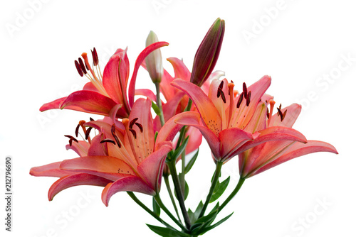 Flowers of red terracotta Daylily isolated on white background. Selective focus