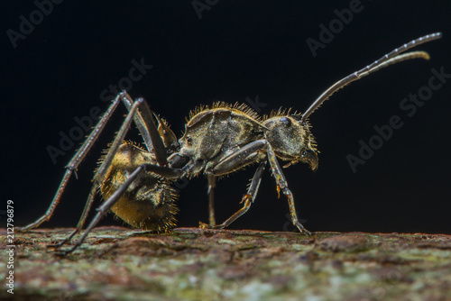 Macro black ant looking straight forwards. © Rattana