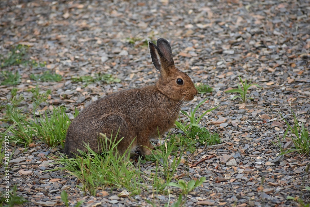 Fototapeta premium Wild rabbit sitting in weeds and shale
