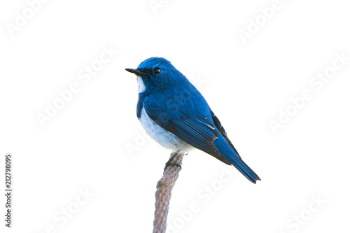 Beautiful bird in blue and white color..Charming bird ultra marine flycatcher perching alone in highland forest isolated white background..