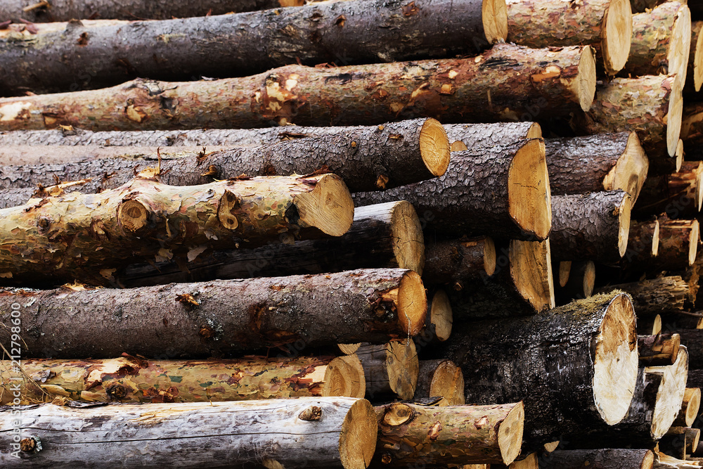 illegal felling of trees in the forest. ecology concept. illegal felling of trees in the forest. ecology concept.