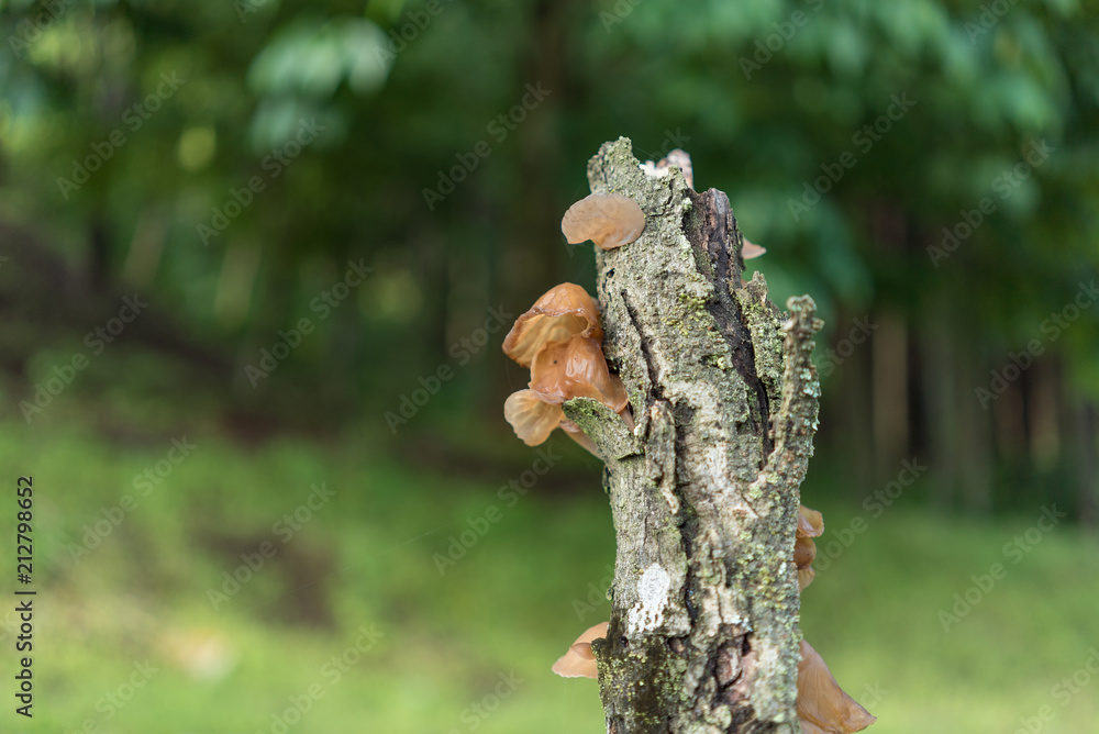 Fototapeta premium キクラゲ