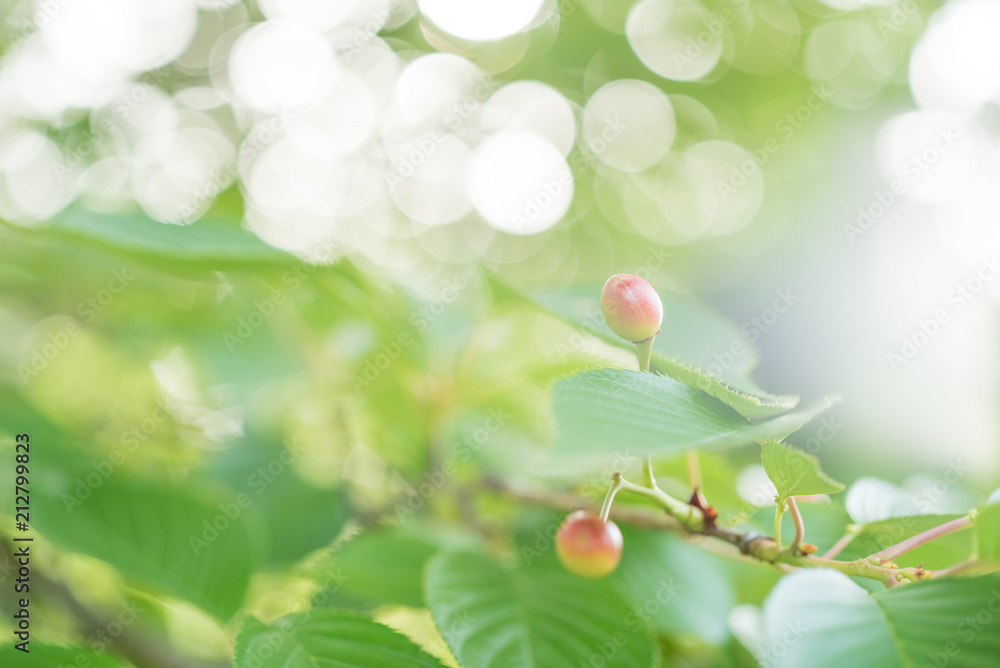Obraz premium 若いサクランボ