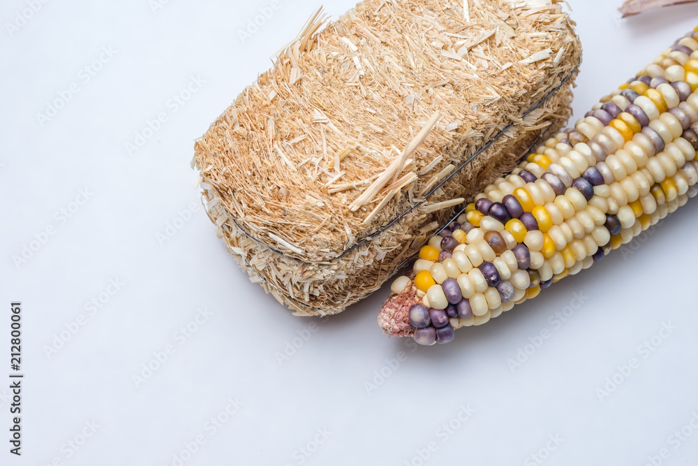 Fall harvest hay and maize corn on white background with copy space