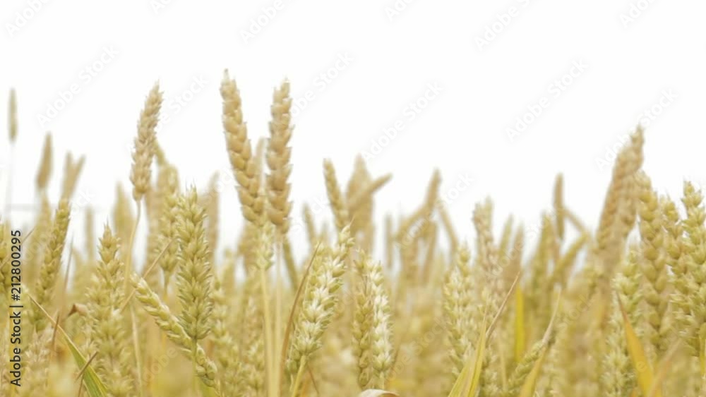 closeup of Stems unripe wheat Spikelets growing in field. Good harvest year closeup of Stems unripe wheat Spikelets growing in field. Good harvest year