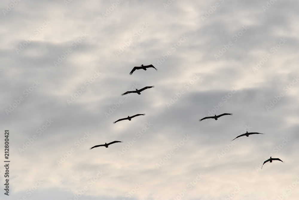 Pájaros volando en cielo nublado