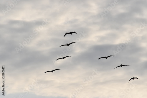 Pájaros volando en cielo nublado