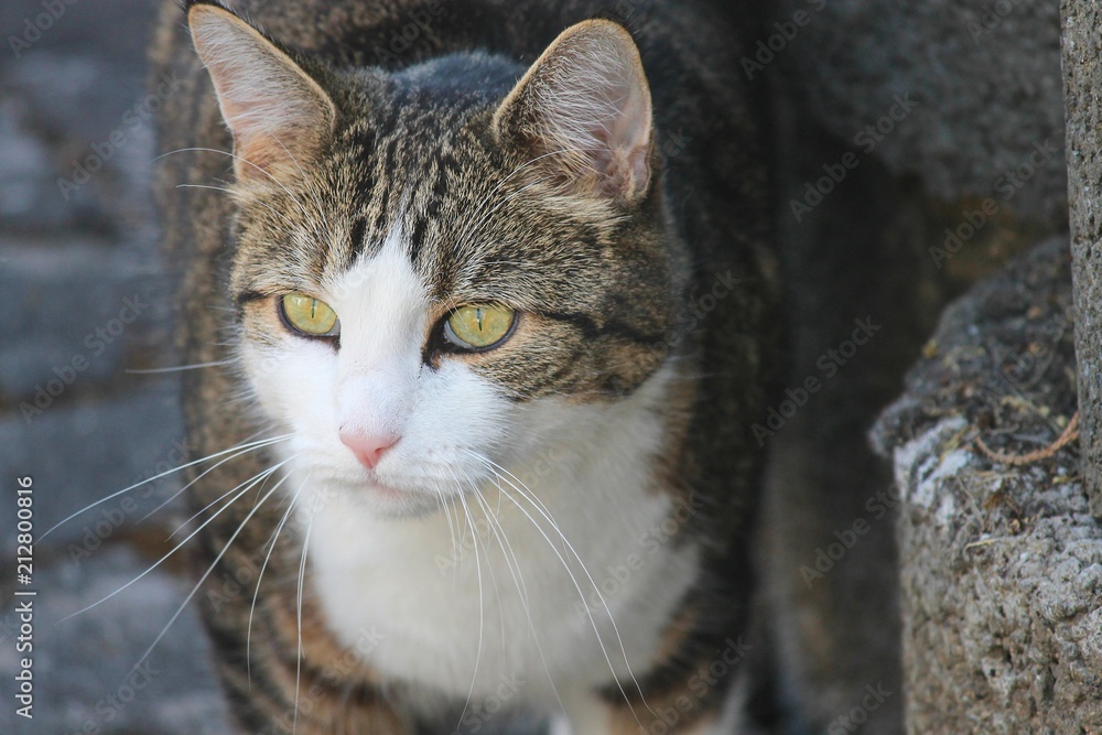 aufmerksame Hauskatze