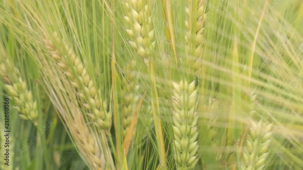 Workman observing, touching barley carefully checks, harmful insects arent in it Workman observing, touching barley carefully checks, harmful insects arent in it