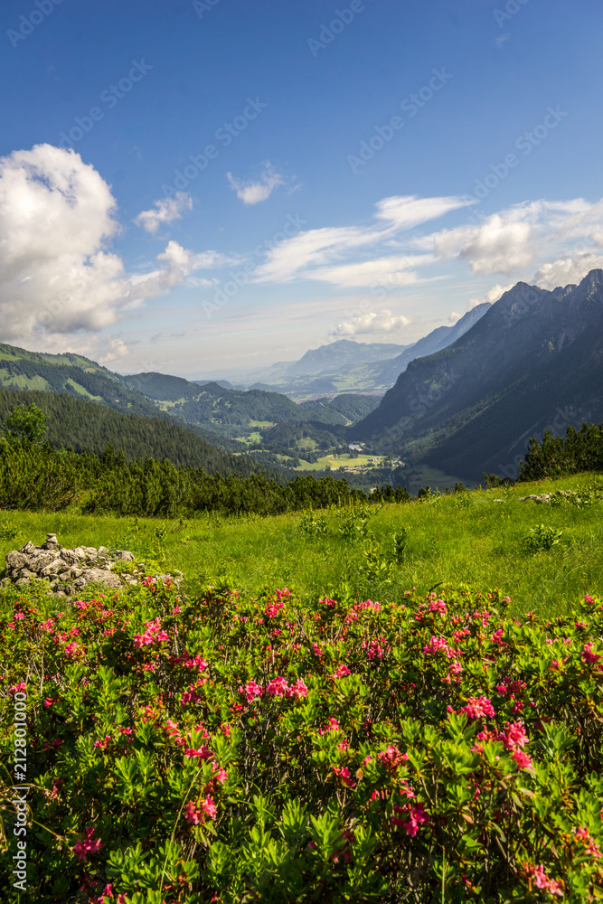 Blumen in den Bergen mit Talblick (Alpenrosen)