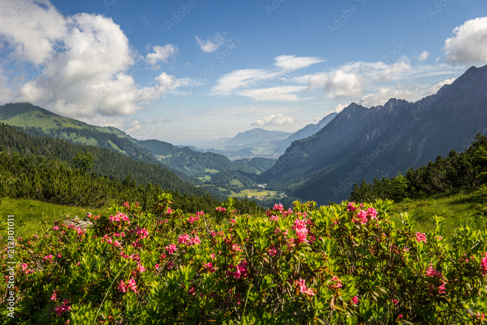Fototapeta premium Blumen in den Bergen mit Talblick (Alpenrosen)