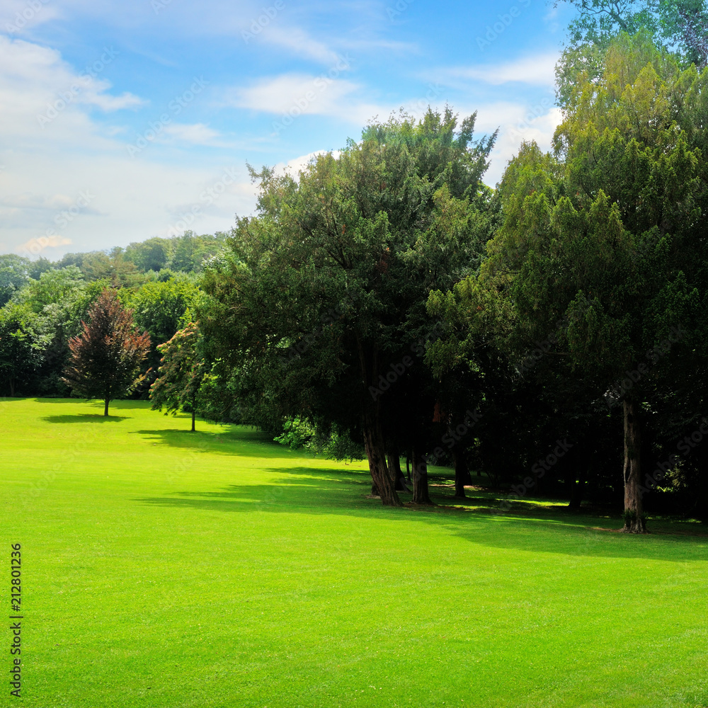 Fototapeta premium Summer park, green meadow and blue sky.