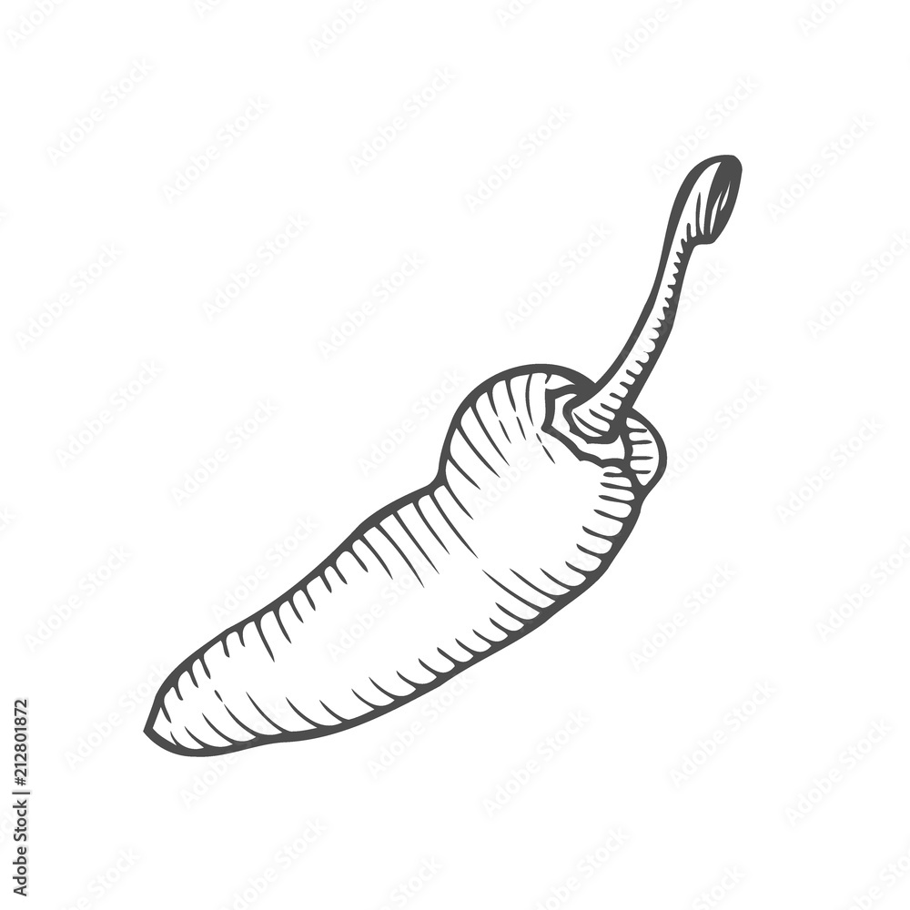 Chilly pepper Vector Chilly pepper Vector