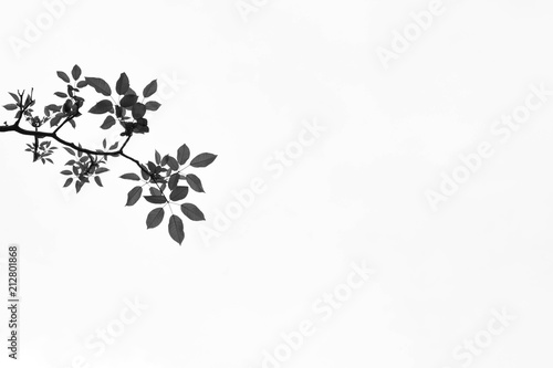beautiful tree branch and leaf isolated on pale white background