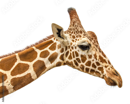 head of a giraffe on a white background