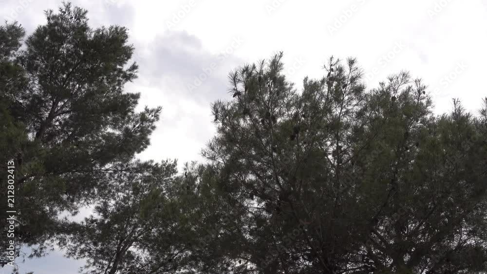 Trees under the blue sky
