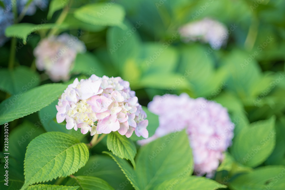 ピンク色のアジサイの花 ピンク色のアジサイの花