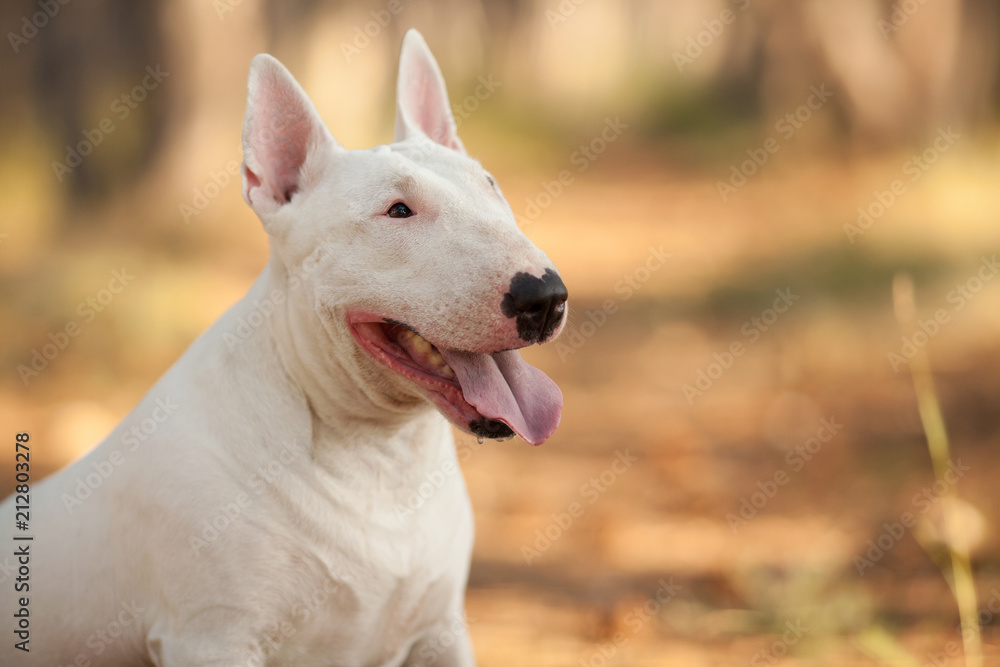 white dog breed bull Terrier on a walk, a beautiful portrait white dog breed bull Terrier on a walk, a beautiful portrait