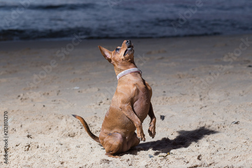 Dog sit at baltic sea. Water and waves. Nature and animal. photo