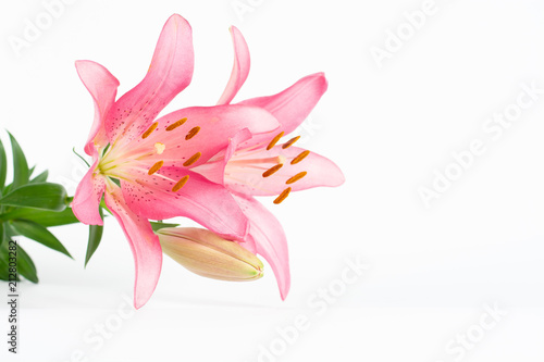 Beautiful pink lily on a white background.
