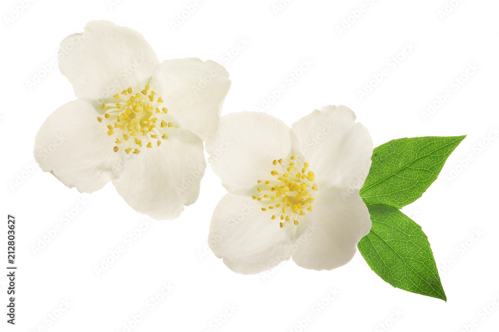 jasmine flower decorated with green leaves isolated on white background closeup jasmine flower decorated with green leaves isolated on white background closeup