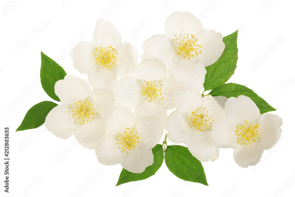 jasmine flower decorated with green leaves isolated on white background closeup