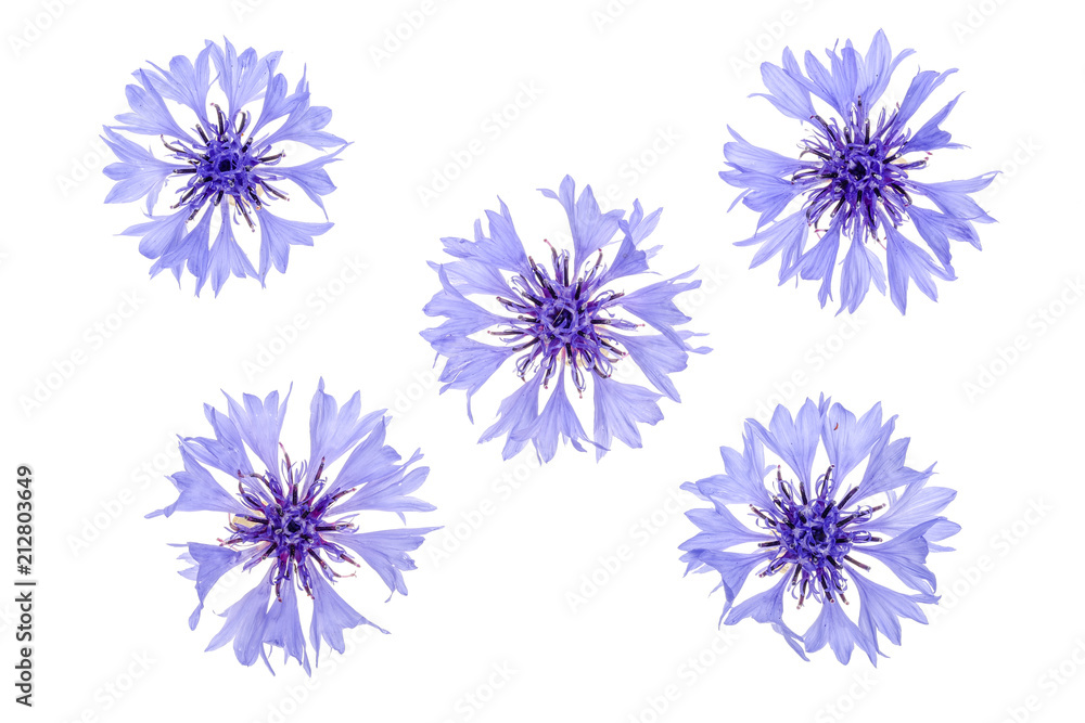 Blue cornflower isolated on white background macro Blue cornflower isolated on white background macro