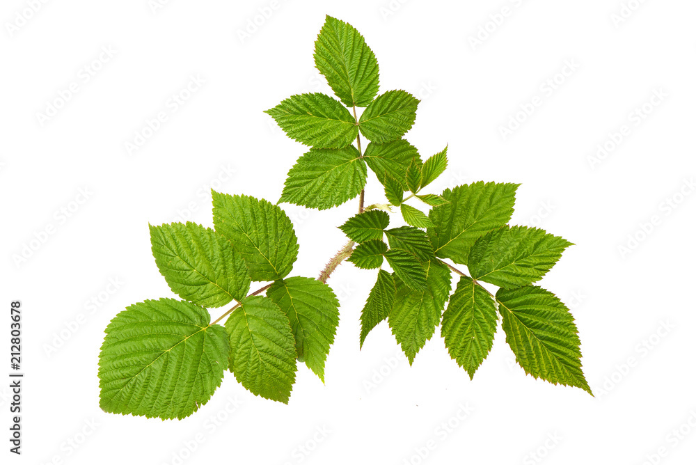 A branch of raspberries, isolated on white background. A branch of raspberries, isolated on white background.