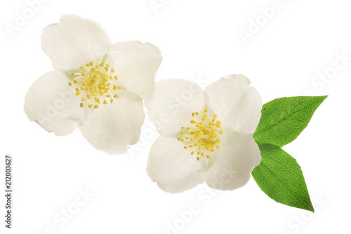 jasmine flower decorated with green leaves isolated on white background closeup