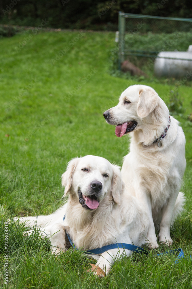 portrait of a golden retrievers dog from belgium portrait of a golden retrievers dog from belgium