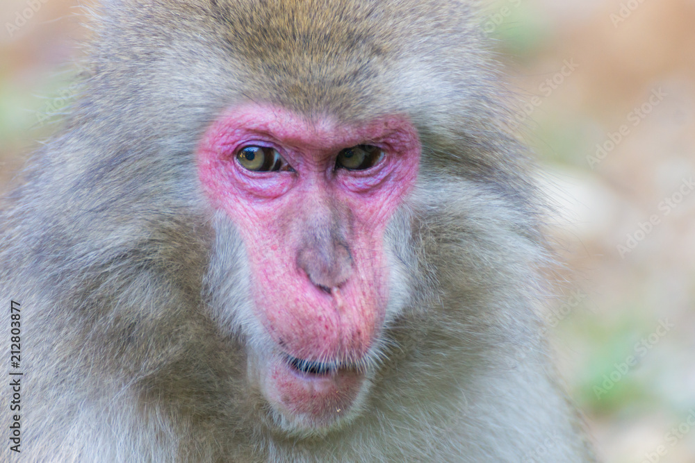 Native Japanese macaque Macaca fuscata with brown-grey fur, red face, and short tail; known as the snow monkey, seen in the Iwatayama monkey park located on the Arashiyama mountain near Kyoto, Japan Native Japanese macaque Macaca fuscata with brown-grey fur, red face, and short tail; known as the snow monkey, seen in the Iwatayama monkey park located on the Arashiyama mountain near Kyoto, Japan