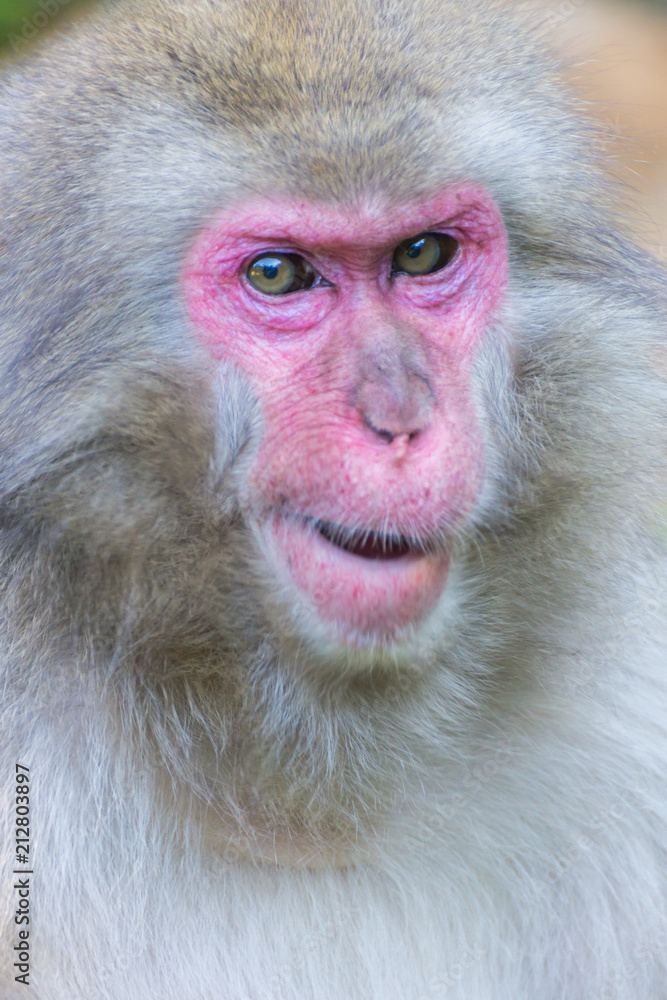 Native Japanese macaque Macaca fuscata with brown-grey fur, red face, and short tail; known as the snow monkey, seen in the Iwatayama monkey park located on the Arashiyama mountain near Kyoto, Japan Native Japanese macaque Macaca fuscata with brown-grey fur, red face, and short tail; known as the snow monkey, seen in the Iwatayama monkey park located on the Arashiyama mountain near Kyoto, Japan