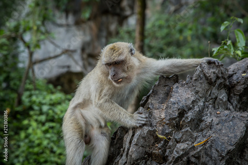 Thai monkey © Oleg