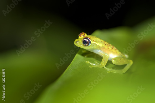 red dotted frog - Boophis bottae, beautiful nocturnal endemic frog from Madagascar forests, Andasibe.