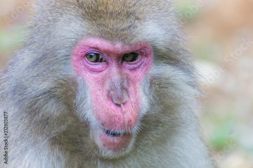 Native Japanese macaque Macaca fuscata with brown-grey fur  red face  and short tail  known as the snow monkey  seen in the Iwatayama monkey park located on the Arashiyama mountain near Kyoto  Japan