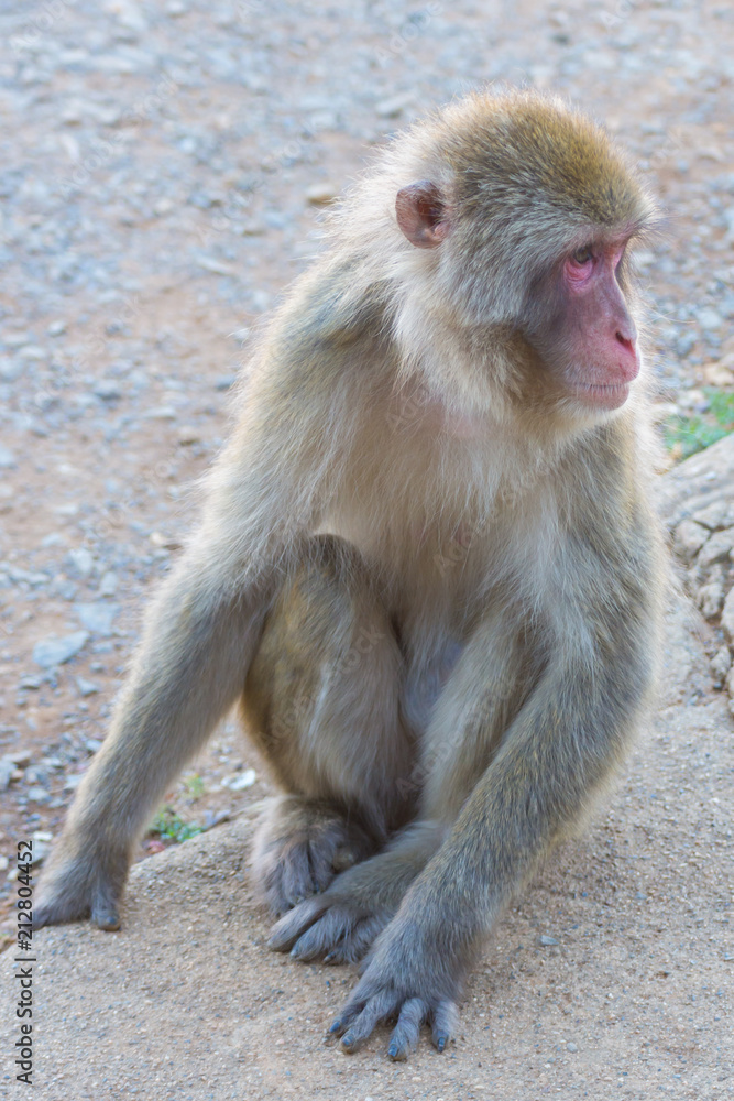 Native Japanese macaque Macaca fuscata with brown-grey fur, red face, and short tail; known as the snow monkey, seen in the Iwatayama monkey park located on the Arashiyama mountain near Kyoto, Japan Native Japanese macaque Macaca fuscata with brown-grey fur, red face, and short tail; known as the snow monkey, seen in the Iwatayama monkey park located on the Arashiyama mountain near Kyoto, Japan