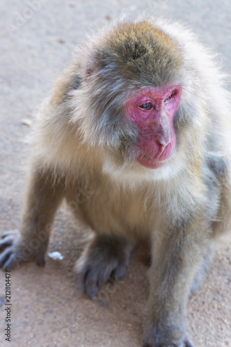 Native Japanese macaque Macaca fuscata with brown-grey fur, red face, and short tail  known as the snow monkey, seen in the Iwatayama monkey park located on the Arashiyama mountain near Kyoto, Japan © Marina