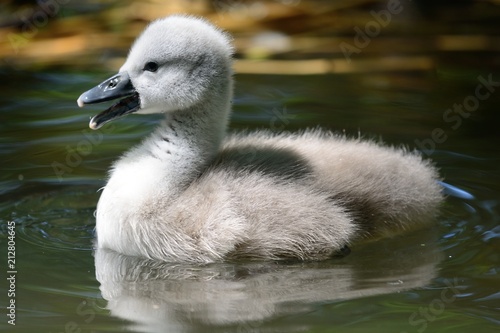 Mute swan cygnet (Cygnus olor)