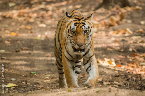 A muscular tiger from kanha national park