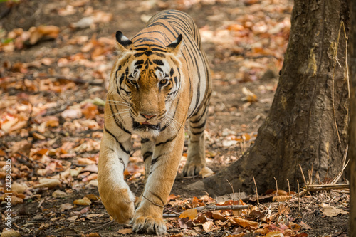 A dominant male tiger chhota munna from kanha national park photo