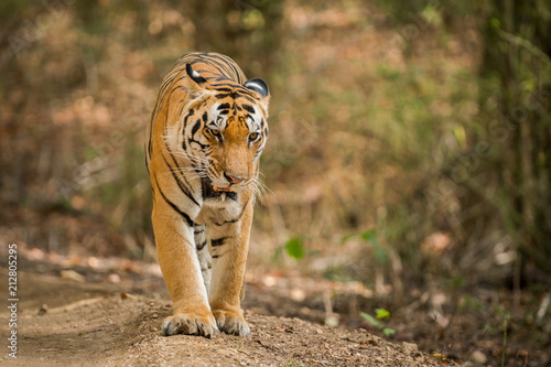 A handsome hulk chota munna tiger of kanha tiger reserve, madhya pradesh india photo