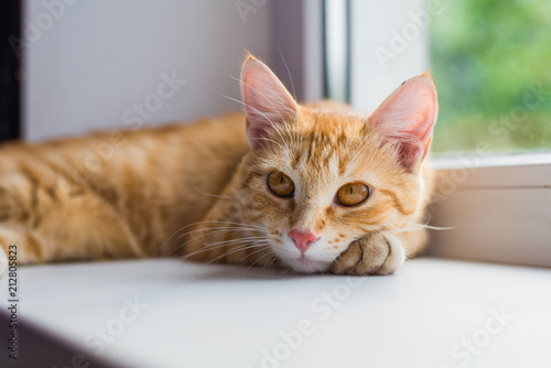 Cute ginger kitten lying on the windowsill.