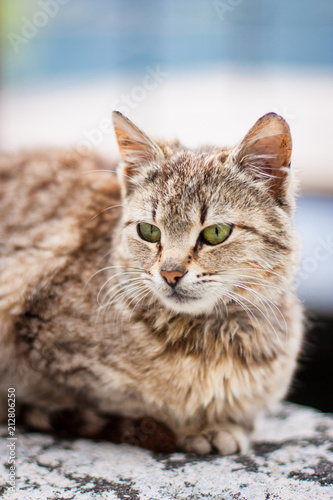 Fototapeta Naklejka Na Ścianę i Meble -  Cute cat with green eyes