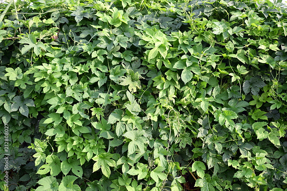 A hedge of hops, the image can serve as a background. A hedge of hops, the image can serve as a background.