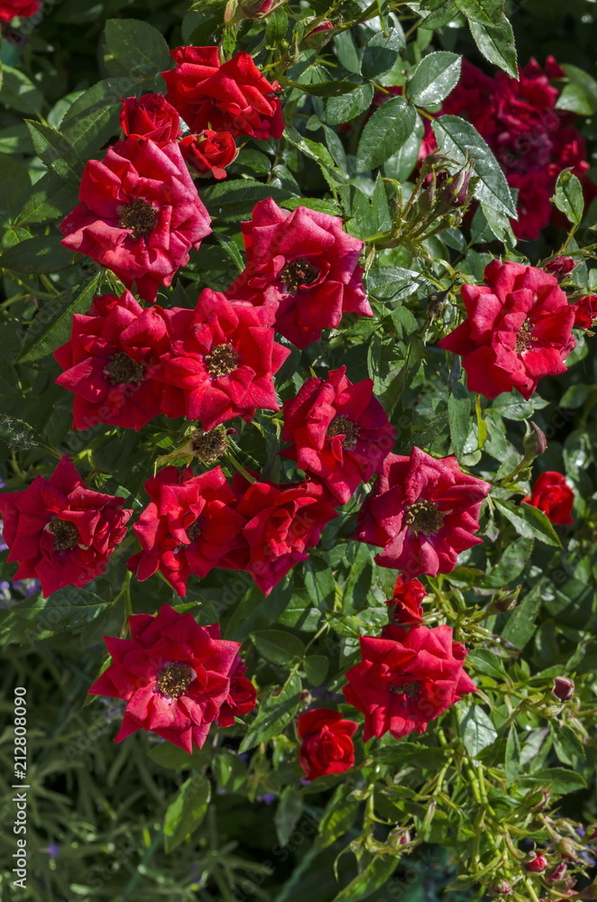 Red rose bush in bloom at natural outdoor garden, Sofia, Bulgaria Red rose bush in bloom at natural outdoor garden, Sofia, Bulgaria