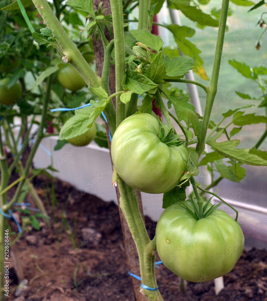 harvest unripe green large tomatoes in the greenhouse in the garden in the summer harvest unripe green large tomatoes in the greenhouse in the garden in the summer