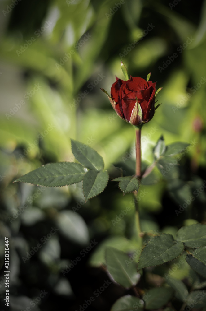 Obraz premium small red rose